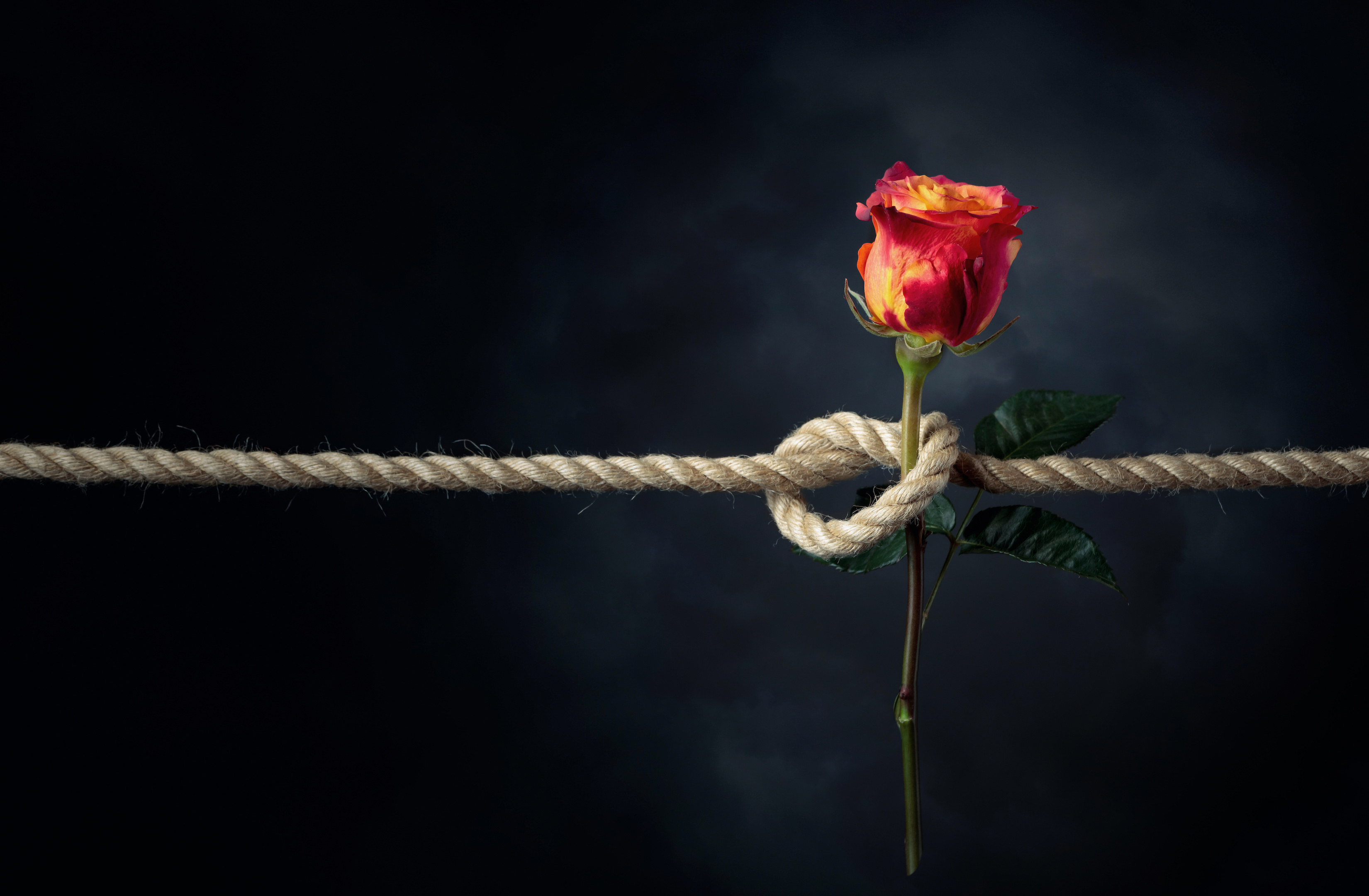 a rose tied with a rope