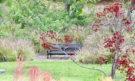 Empty bench in serene park setting symbolizing loss and mourning